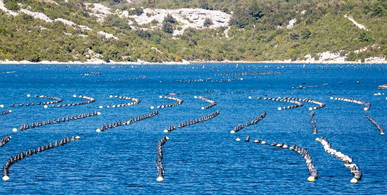 An oyster farm in Ston, Croatia